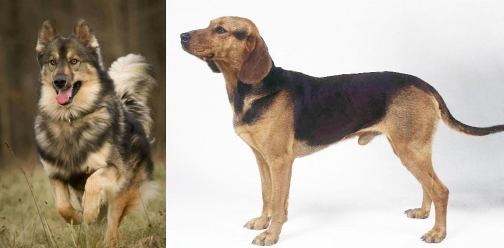 Serbian Hound vs Native American Indian Dog - Breed Comparison