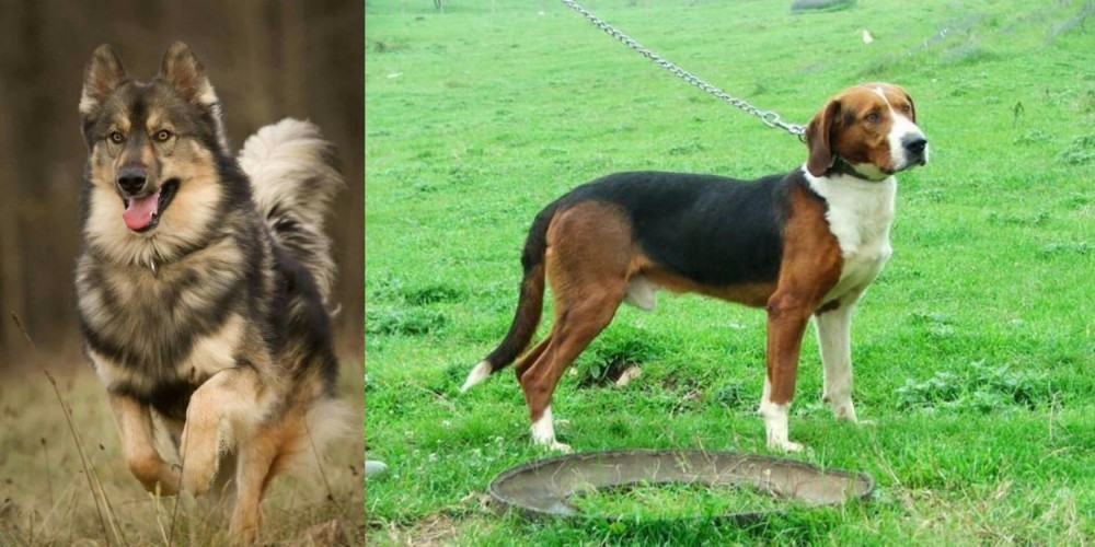 Serbian Tricolour Hound vs Native American Indian Dog - Breed Comparison