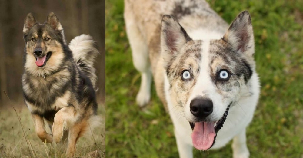 Shepherd Husky vs Native American Indian Dog - Breed Comparison