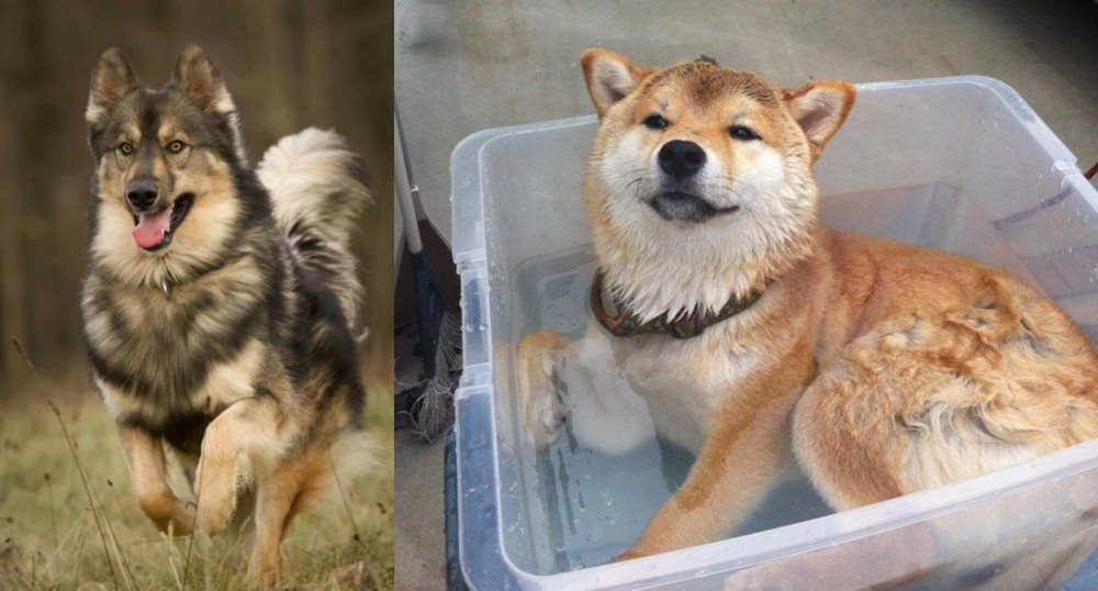Shiba Inu vs Native American Indian Dog - Breed Comparison