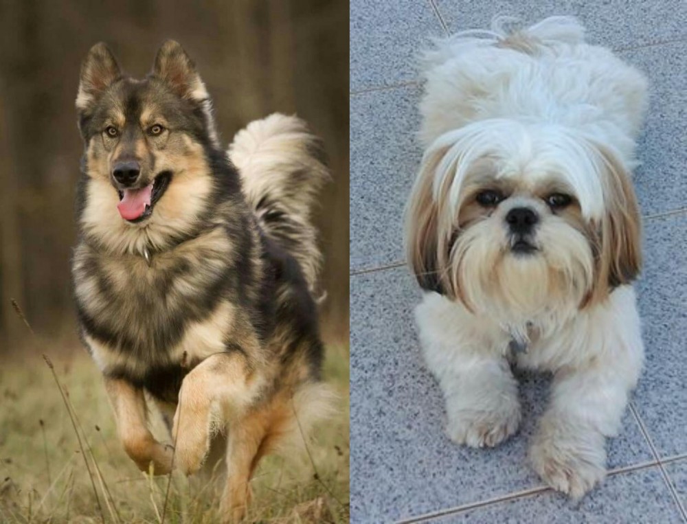 Shih Tzu vs Native American Indian Dog - Breed Comparison