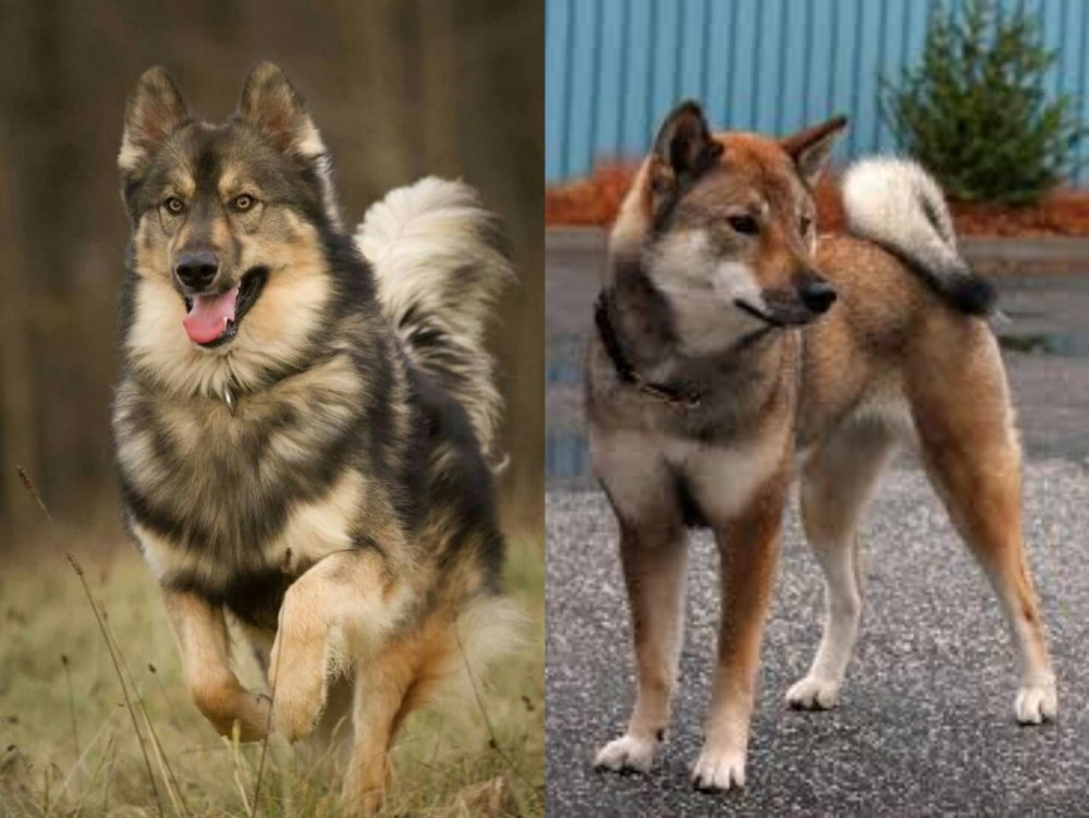 Shikoku vs Native American Indian Dog - Breed Comparison