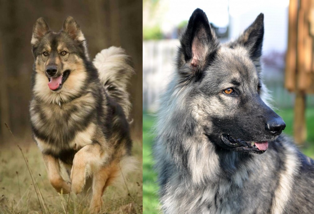Shiloh Shepherd vs Native American Indian Dog - Breed Comparison