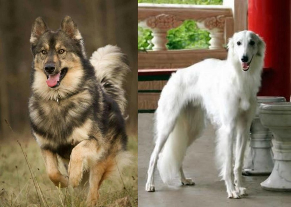 Silken Windhound vs Native American Indian Dog - Breed Comparison