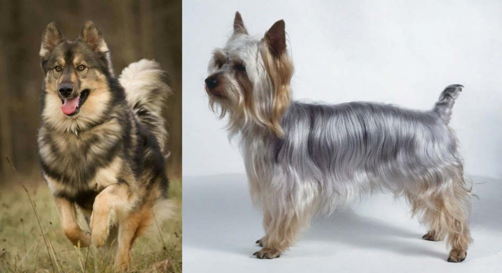 Silky Terrier vs Native American Indian Dog - Breed Comparison