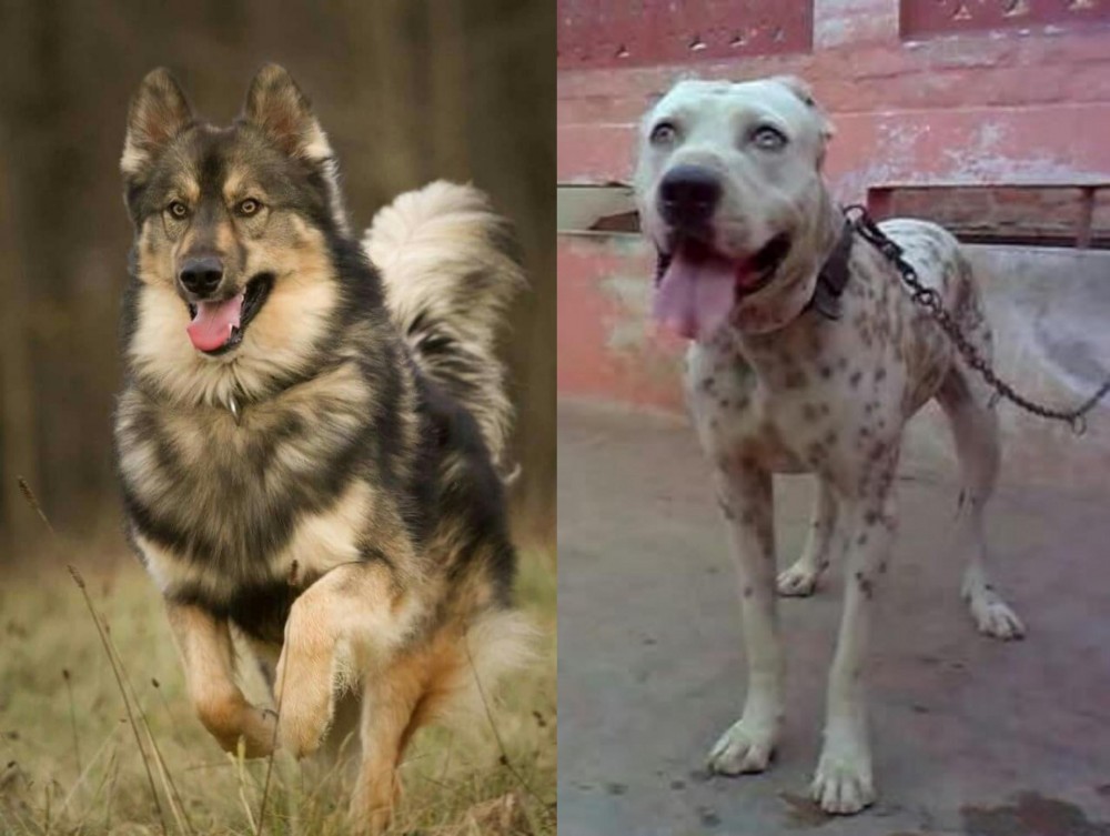 Sindh Mastiff vs Native American Indian Dog - Breed Comparison