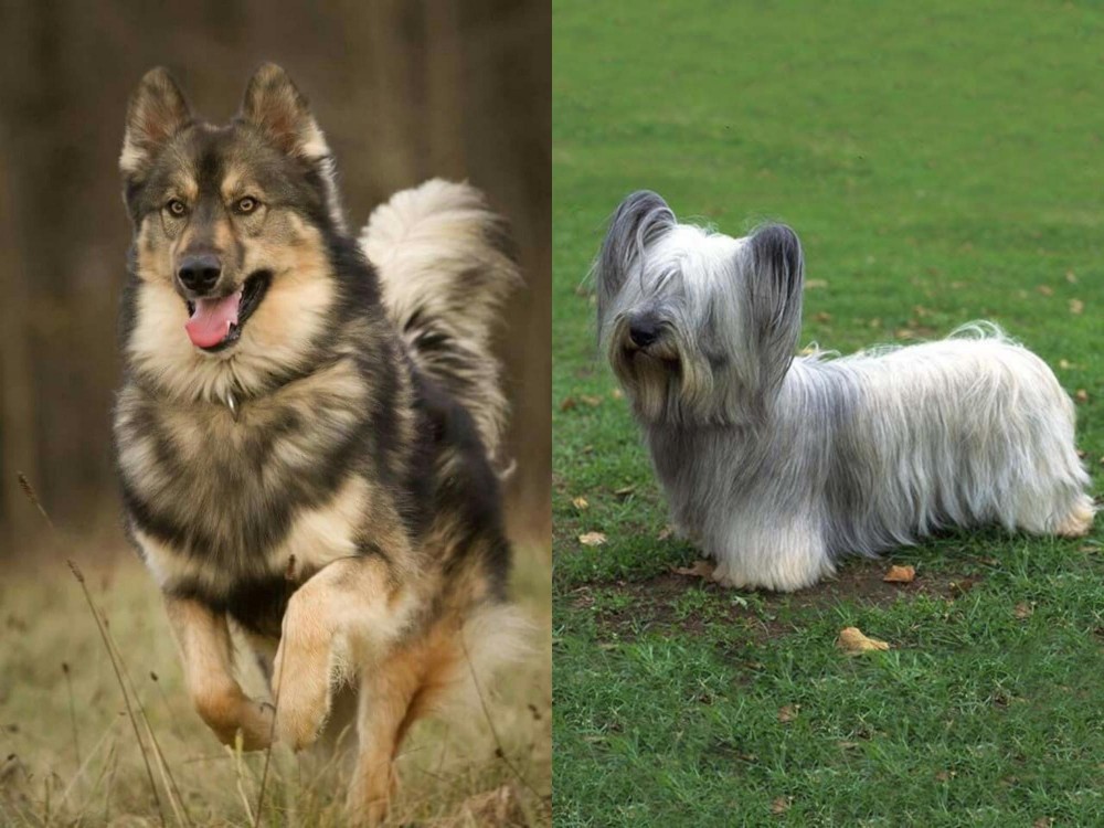 Skye Terrier vs Native American Indian Dog - Breed Comparison
