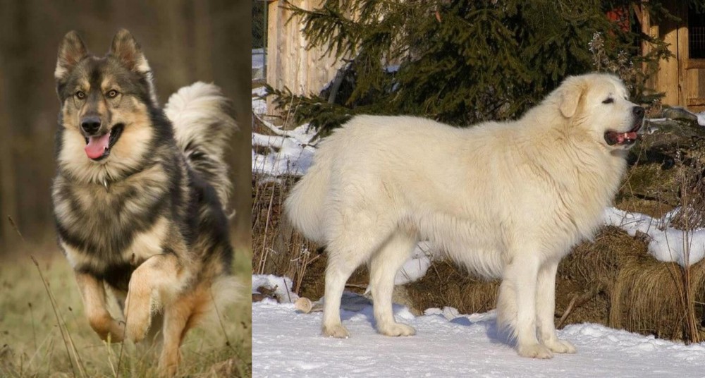Slovak Cuvac vs Native American Indian Dog - Breed Comparison