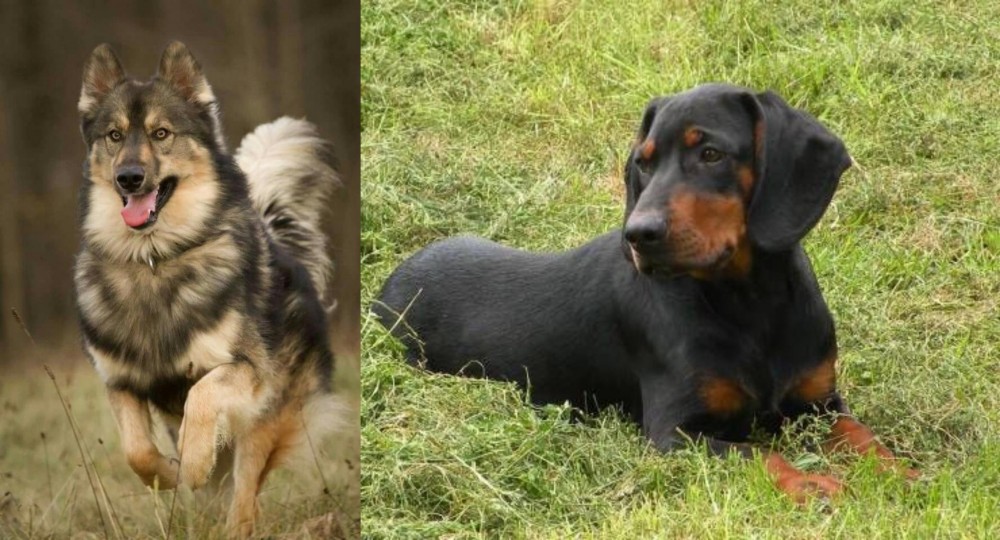 Slovakian Hound vs Native American Indian Dog - Breed Comparison