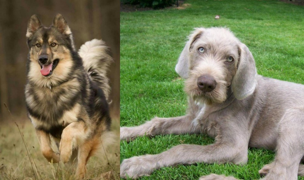 Slovakian Rough Haired Pointer vs Native American Indian Dog - Breed Comparison