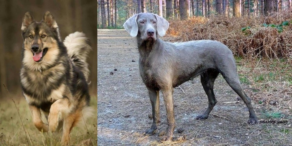 Slovensky Hrubosrsty Stavac vs Native American Indian Dog - Breed Comparison