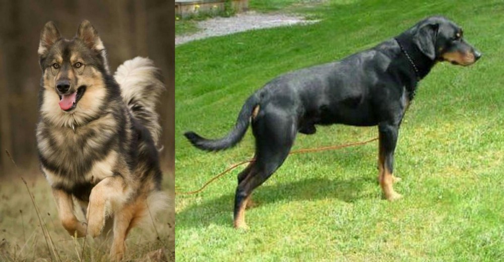 Smalandsstovare vs Native American Indian Dog - Breed Comparison