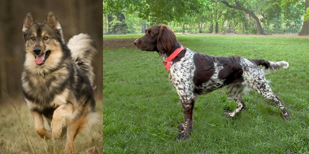 Small Munsterlander vs Native American Indian Dog - Breed Comparison