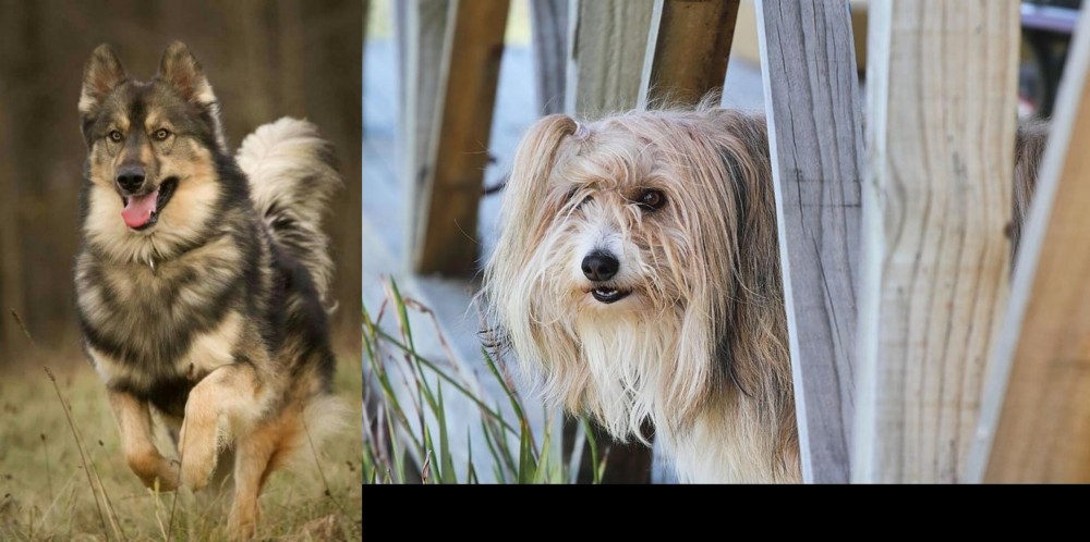 Smithfield vs Native American Indian Dog - Breed Comparison