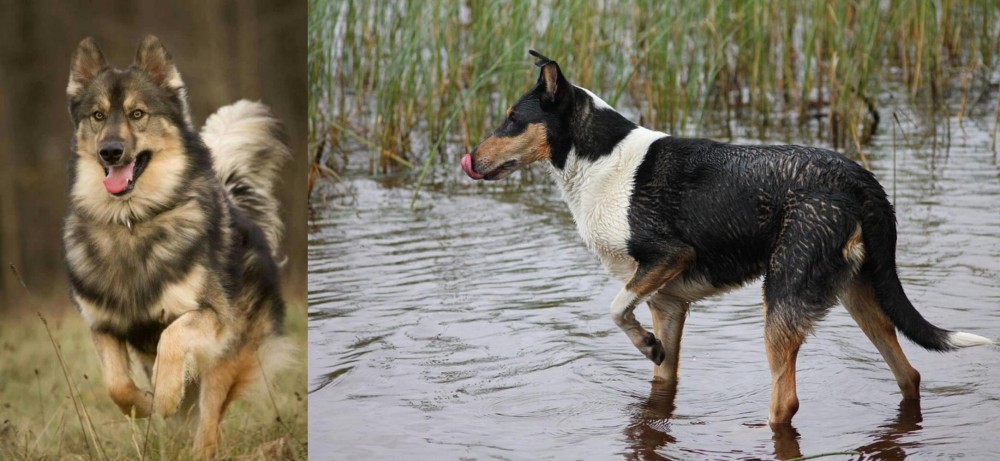 Smooth Collie vs Native American Indian Dog - Breed Comparison