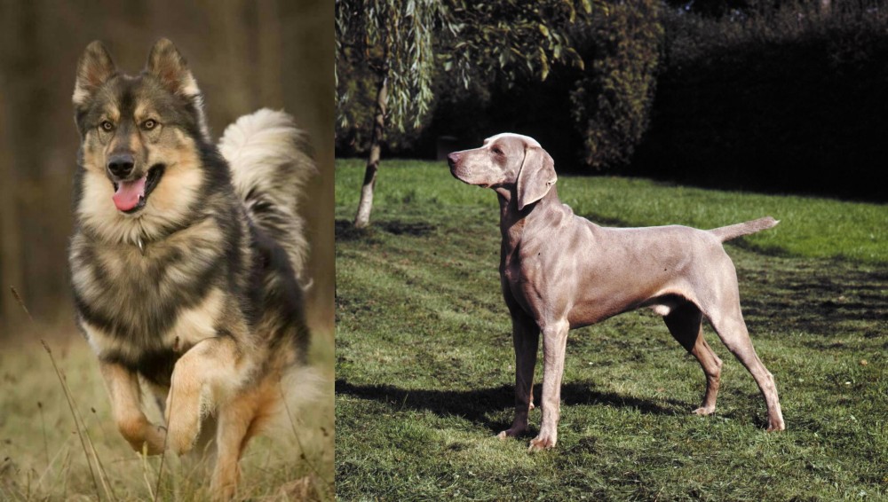 Smooth Haired Weimaraner vs Native American Indian Dog - Breed Comparison