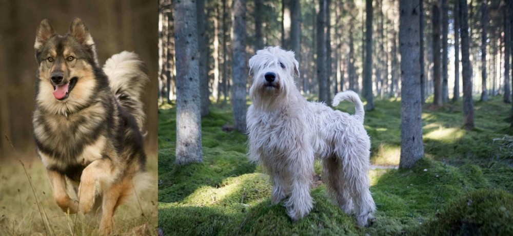 Soft-Coated Wheaten Terrier vs Native American Indian Dog - Breed Comparison
