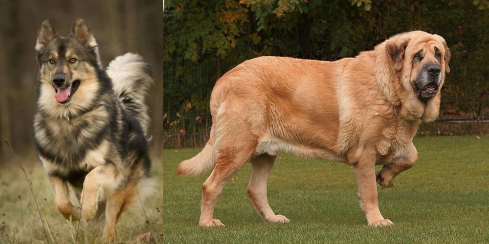 Spanish Mastiff vs Native American Indian Dog - Breed Comparison