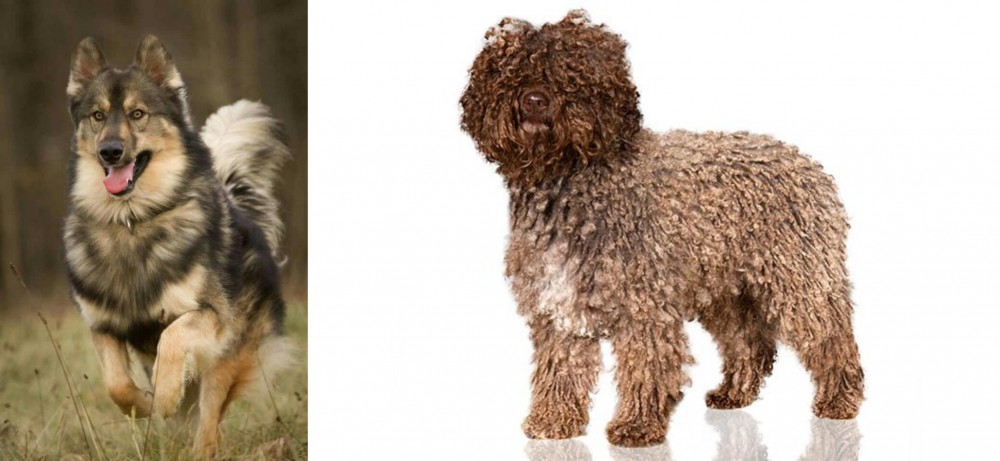 Spanish Water Dog vs Native American Indian Dog - Breed Comparison