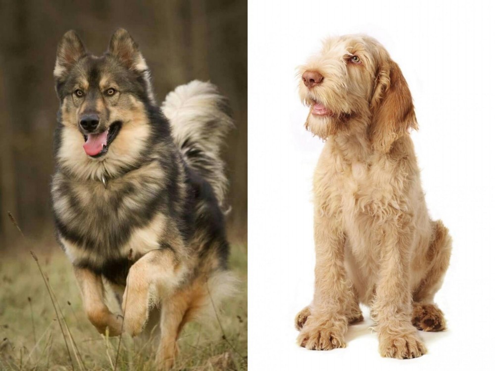 Spinone Italiano vs Native American Indian Dog - Breed Comparison
