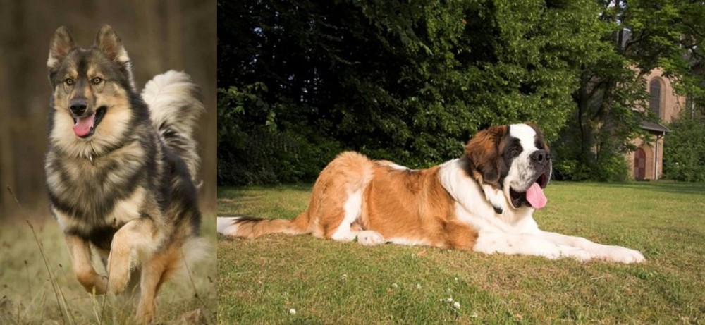 St. Bernard vs Native American Indian Dog - Breed Comparison