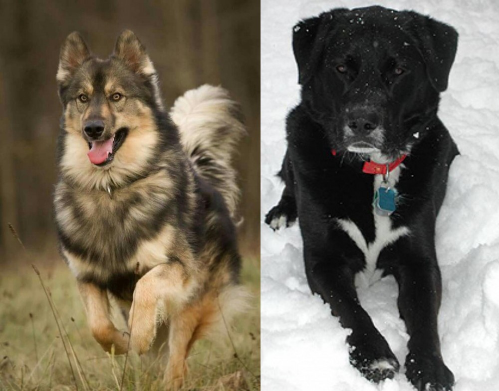 St. John's Water Dog vs Native American Indian Dog - Breed Comparison