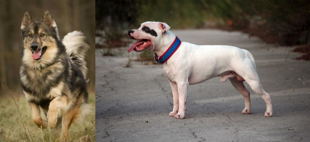 Staffordshire Bull Terrier vs Native American Indian Dog - Breed Comparison