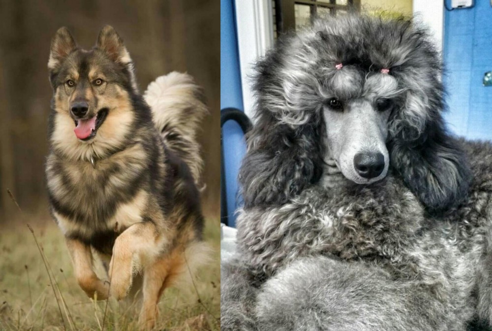 Standard Poodle vs Native American Indian Dog - Breed Comparison