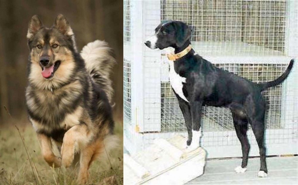 Stephens Stock vs Native American Indian Dog - Breed Comparison