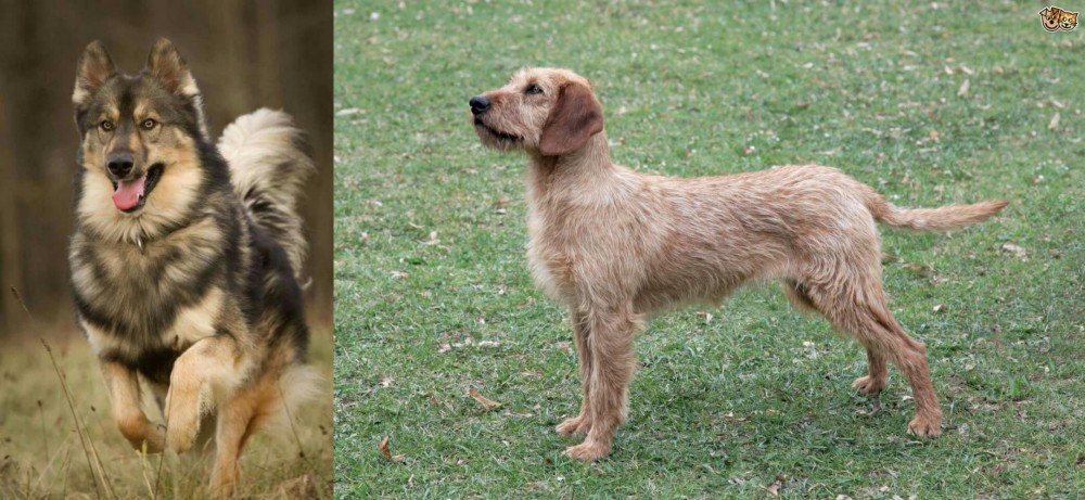 Styrian Coarse Haired Hound vs Native American Indian Dog - Breed Comparison