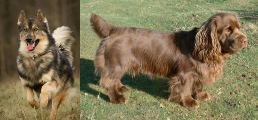 Sussex Spaniel vs Native American Indian Dog - Breed Comparison