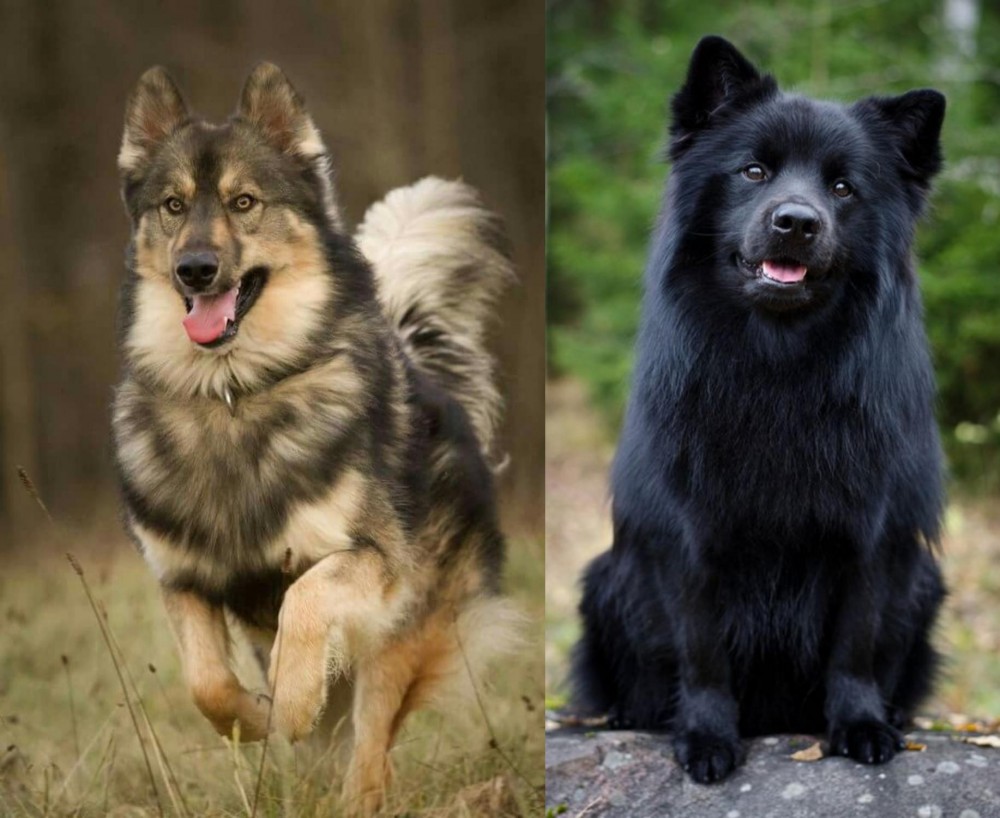 Swedish Lapphund vs Native American Indian Dog - Breed Comparison