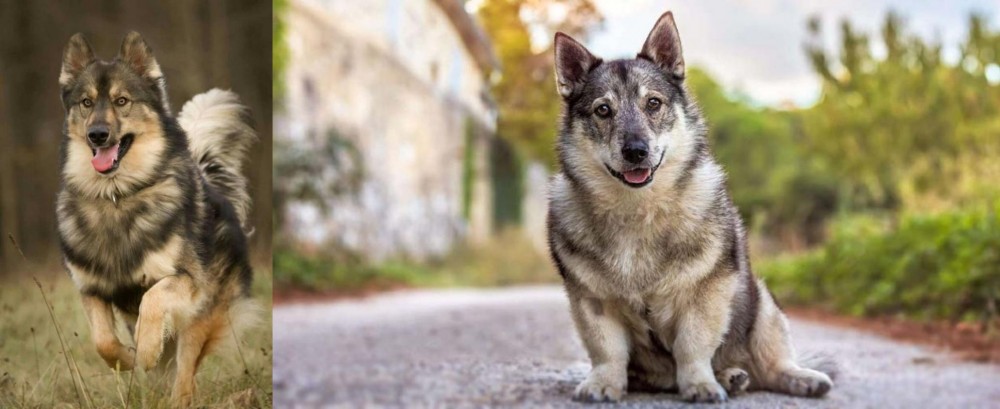 Swedish Vallhund vs Native American Indian Dog - Breed Comparison