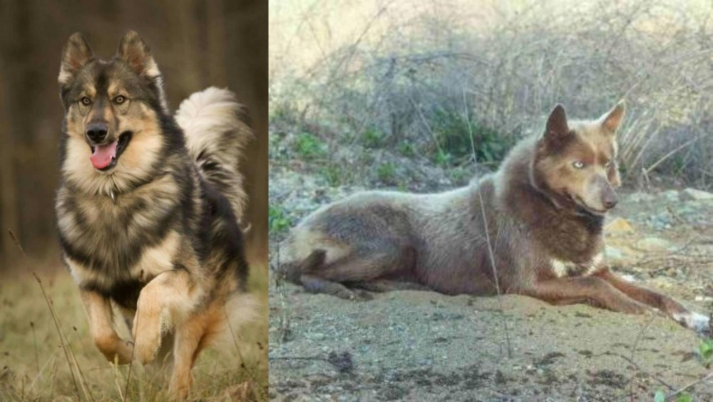 Tahltan Bear Dog vs Native American Indian Dog - Breed Comparison