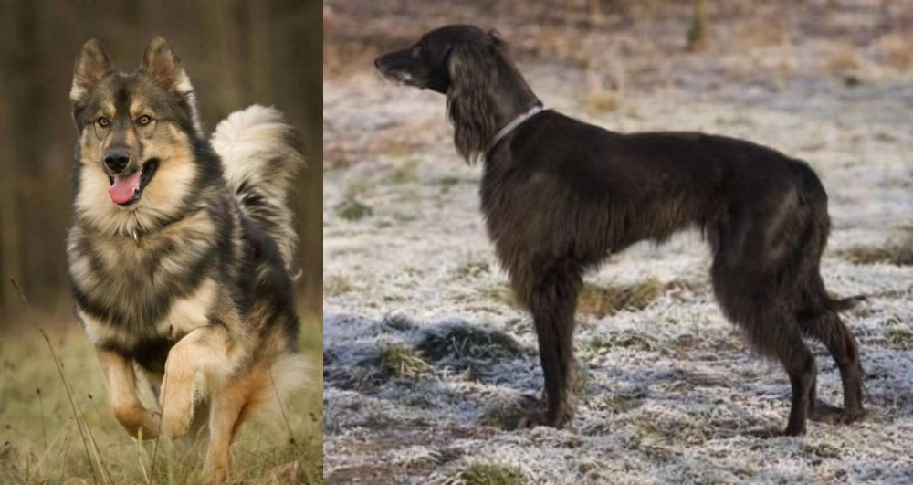 Taigan vs Native American Indian Dog - Breed Comparison
