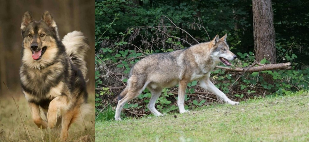 Tamaskan vs Native American Indian Dog - Breed Comparison