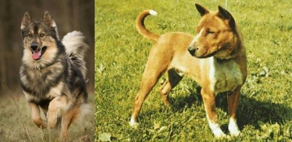 Telomian vs Native American Indian Dog - Breed Comparison
