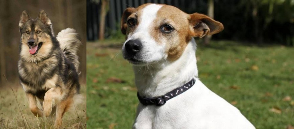 Tenterfield Terrier vs Native American Indian Dog - Breed Comparison