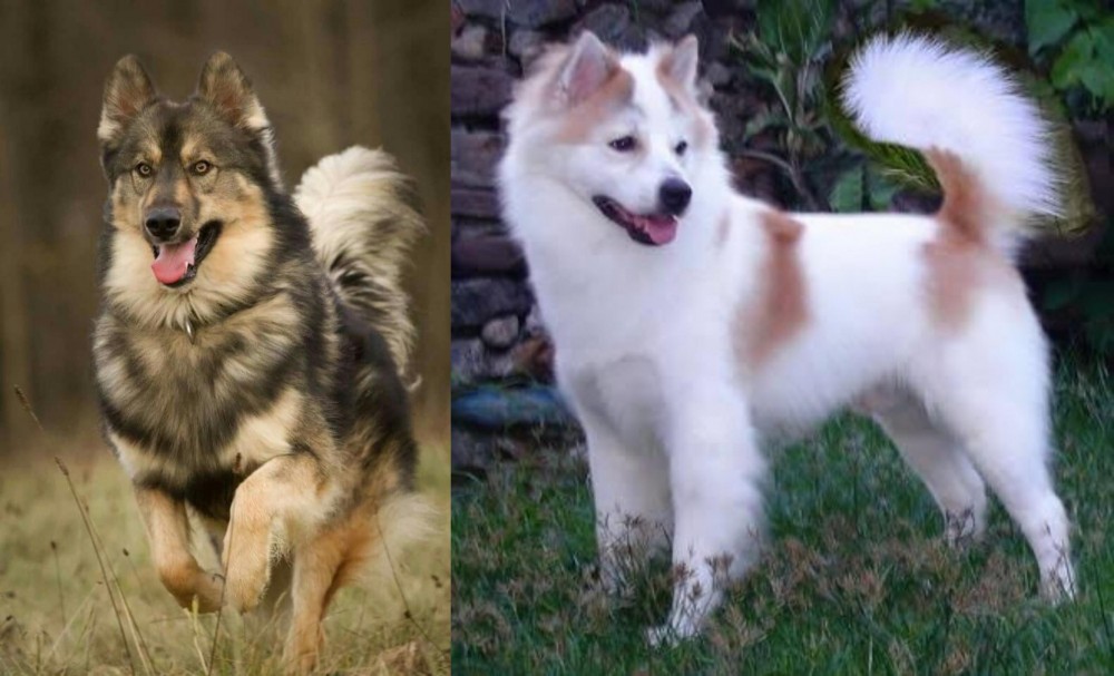 Thai Bangkaew vs Native American Indian Dog - Breed Comparison