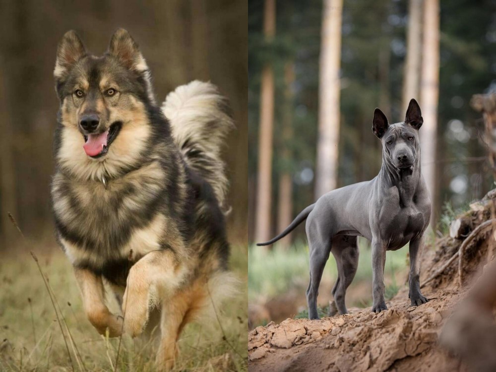 Thai Ridgeback vs Native American Indian Dog - Breed Comparison