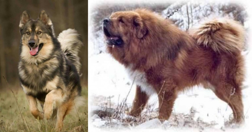 Tibetan Kyi Apso vs Native American Indian Dog - Breed Comparison
