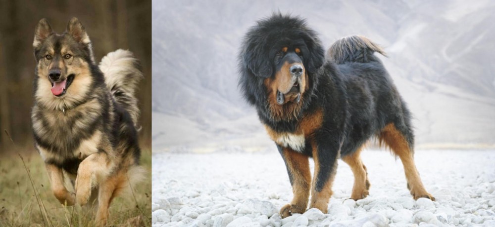 Tibetan Mastiff vs Native American Indian Dog - Breed Comparison