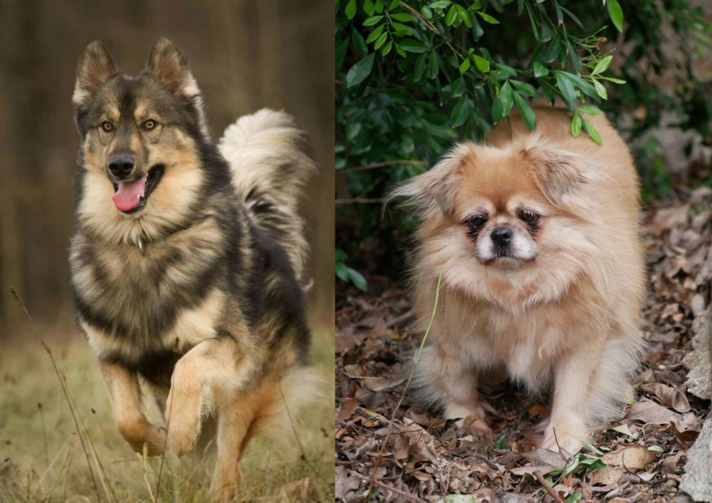 Tibetan Spaniel vs Native American Indian Dog - Breed Comparison