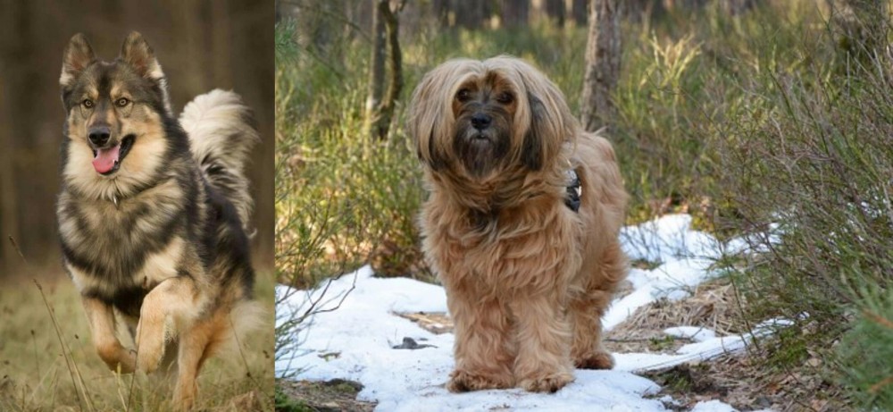 Tibetan Terrier vs Native American Indian Dog - Breed Comparison