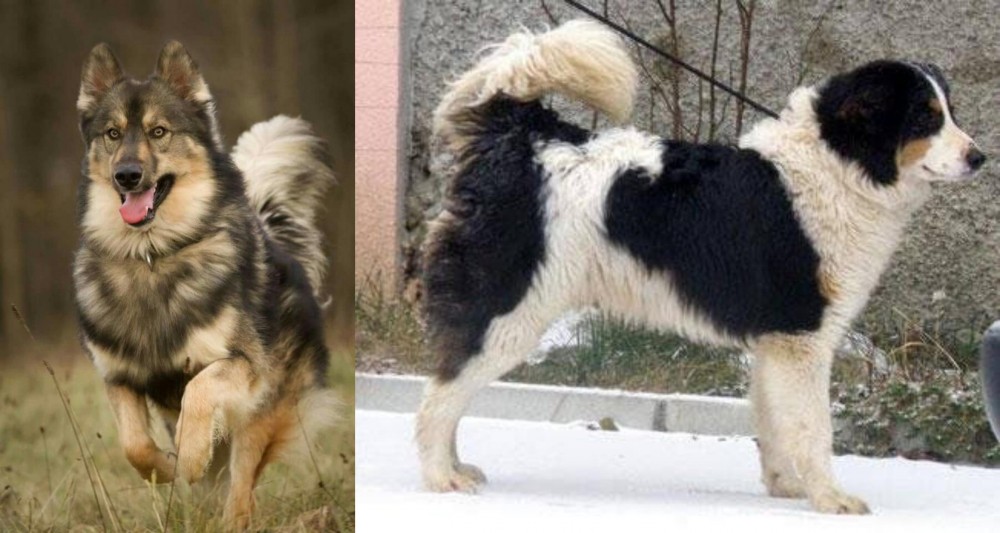 Tornjak vs Native American Indian Dog - Breed Comparison