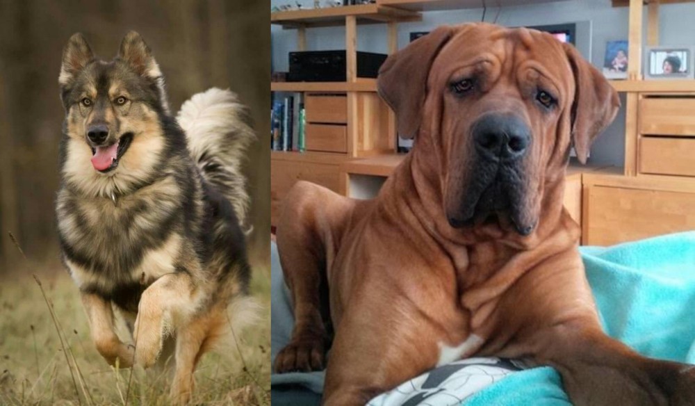 Tosa vs Native American Indian Dog - Breed Comparison