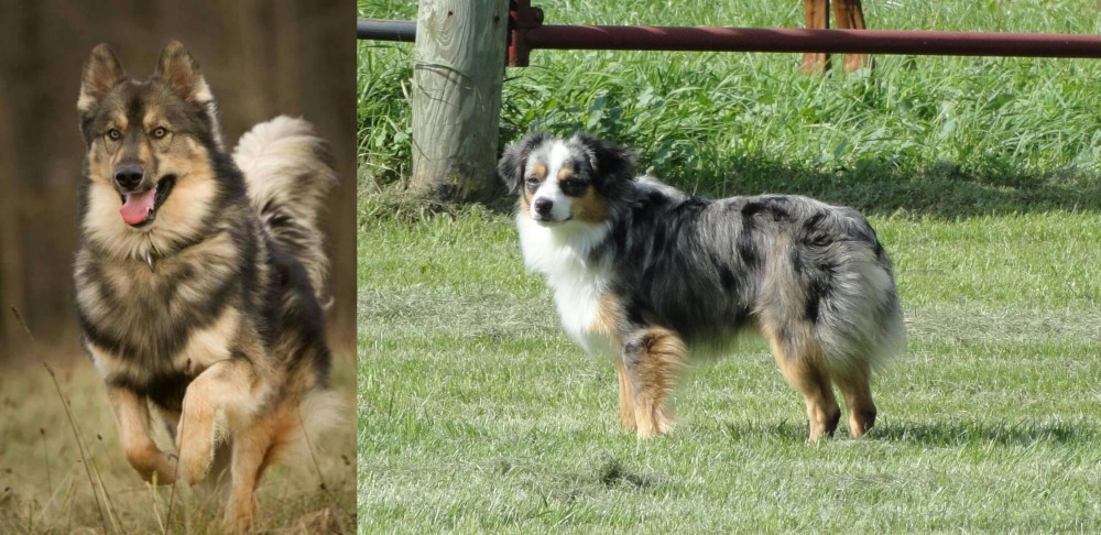 Toy Australian Shepherd vs Native American Indian Dog - Breed Comparison