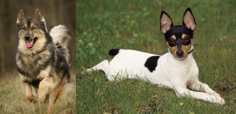 Toy Fox Terrier vs Native American Indian Dog - Breed Comparison