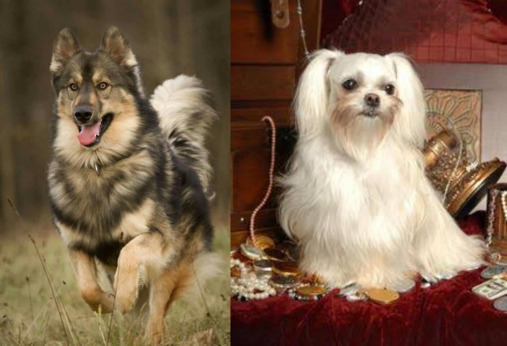 Toy Mi-Ki vs Native American Indian Dog - Breed Comparison