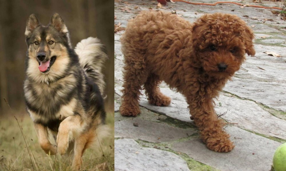 Toy Poodle vs Native American Indian Dog - Breed Comparison
